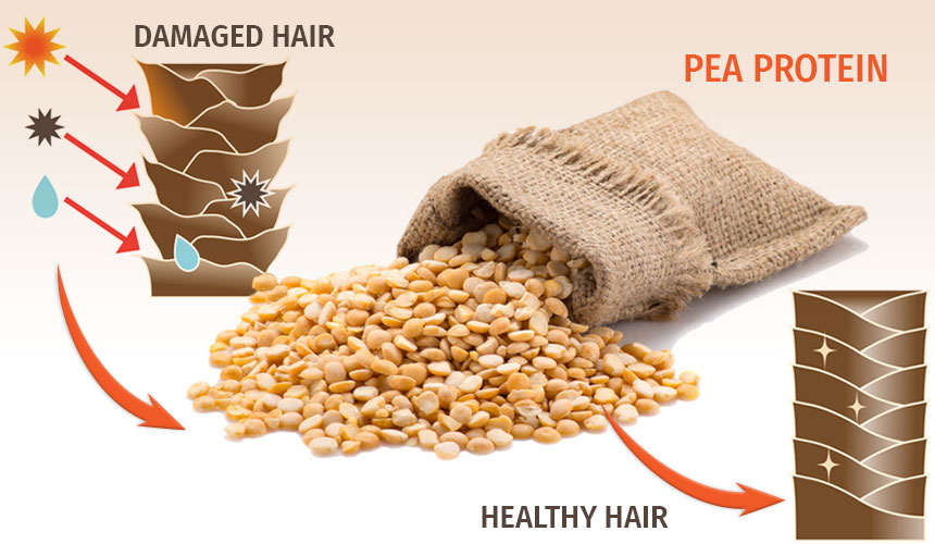 How Pea Protein Helps Your Hair